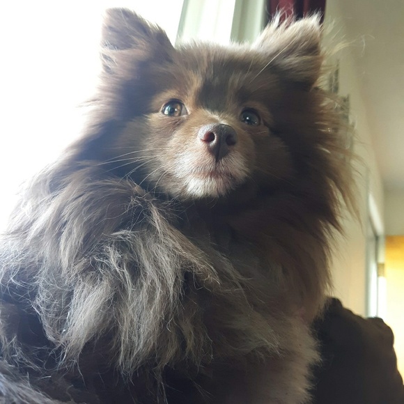 Meet your Posher, Stephanie - Picture 2 of 7